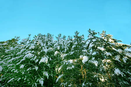 Siberian winter forest against the blue sky
