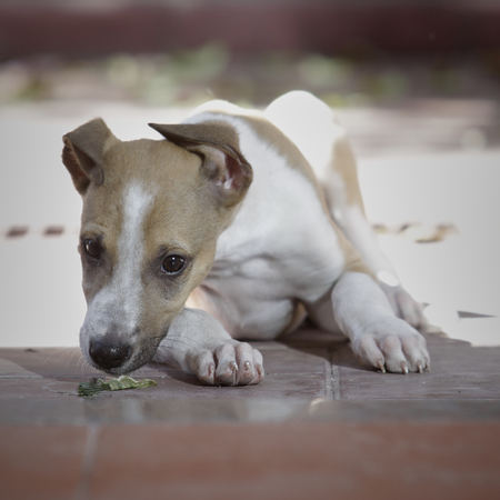 MENDOZA, ARGENTINE, April 09, 2014. Nature and Home, Tony is a photographed dog at different times of his life, Home of Godoy Cruz City, MENDOZA.のeditorial素材