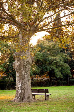 bench under the \ &#39;tree in the parkの写真素材