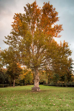 bench under the \ &#39;tree in the parkの写真素材