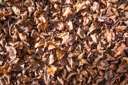 layer of dry leavesの写真素材