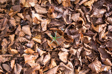 pine shootの写真素材