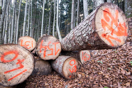 sawn logs in a forestの写真素材