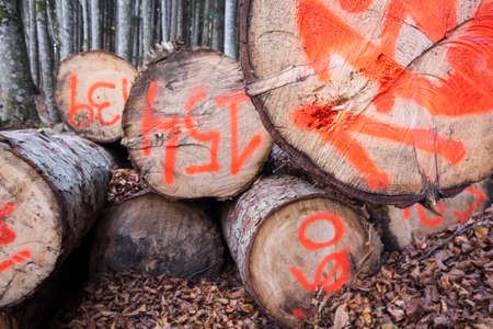 sawn logs in a forestの写真素材