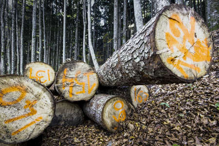 sawn logs in a forestの写真素材