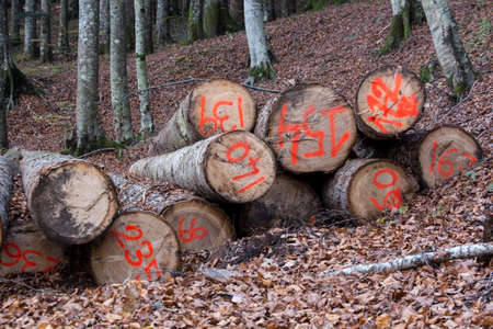 sawn logs in a forestの写真素材