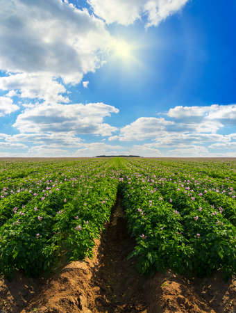 A purple flowering field of potatoes  stretching into the far distance under a blue skyの写真素材