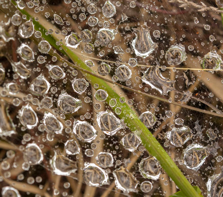 Hundreds of drops of rain are suspended on a spider web