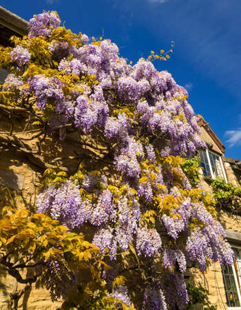 Wisteria grows on a stone cottage wall in Oxfordshireの写真素材