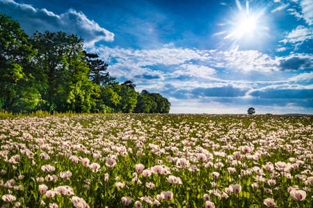 A huge field of white poppies tinged with pink bask in the strong sunlight
