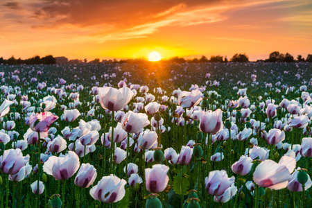 As the sun goes down a million white poppies bask in the afterglowの写真素材