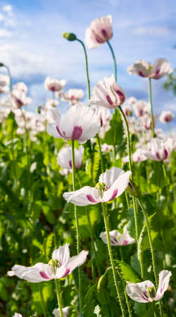A huge field of white poppies tinged with pink bask in the strong sunlightの写真素材