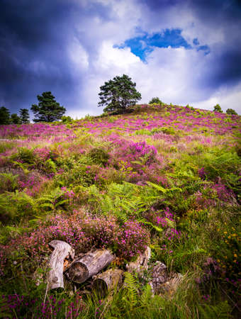 Lush purple and pink bell heather and verdant trees at Wareham Forest, Poole, Dorset near Bournemouthの写真素材