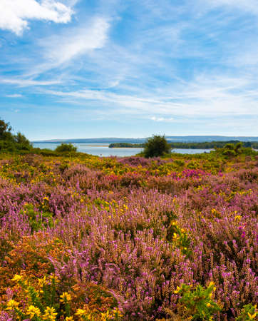 Lush purple and pink bell heather and verdant trees on Heathland, Hamworthy, Poole, Dorset near...