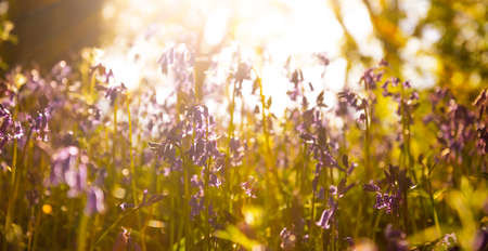 The purple and blue flowers are brightly illuminated by the sunlight that dapples through the leafy, green canopy.の写真素材