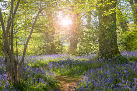 The purple and blue flowers are brightly illuminated by the sunlight that dapples through the leafy, green canopy.の写真素材