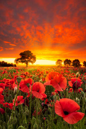 Poppy fields under dramatic skiesの写真素材
