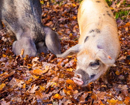 A family of pigs hunt for food in a stream in the New Forestの写真素材