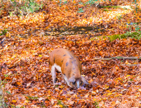 A family of pigs hunt for food in a stream in the New Forest