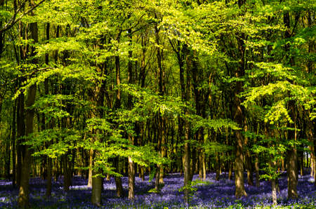 Sun streams through bluebell woods with deep blue purple flowers under a bright green beech canopyの写真素材
