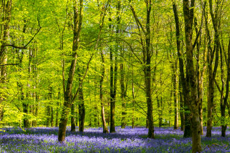 Sun streams through bluebell woods with deep blue purple flowers under a bright green beech canopy