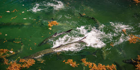 Tarpon fish go into a feeding frenzy in shallow waters at Key West