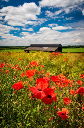 A field of red poppy flowers in the Dorset countrysideの写真素材