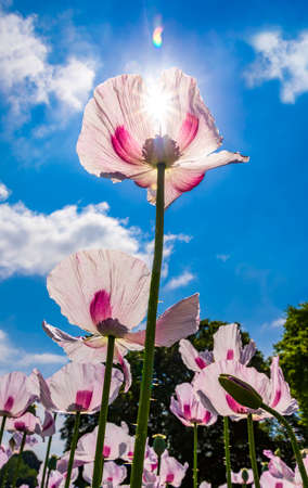 White poppies - used in medicine and food industries - growing by the million in fileds in Dorsetの写真素材