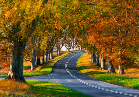 The B3082 is lined with rows of mature beech trees which glow orange and yellow in the autumnの写真素材