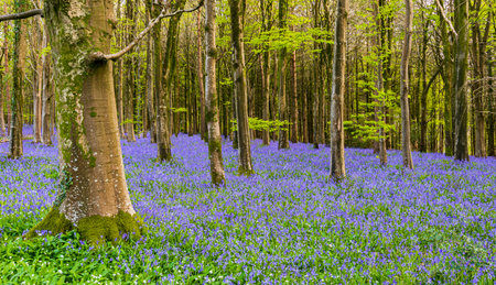 Bright sunlight streams through bluebell woods with deep blue purple flowers under a bright green beech canopyの写真素材