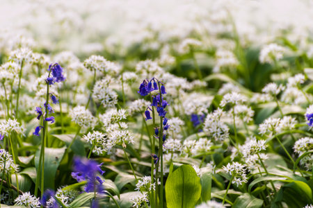 Low-angled sunlight shines through trees in bluebell woods of Dorset