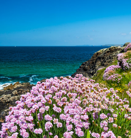 Vibrant pink thrift on the rocky shoreline at St. Ives, Cornwall in springtime
