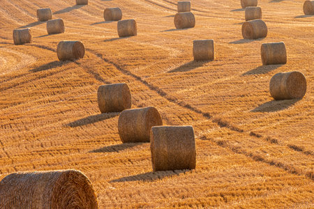 Low-angled sunshine illuminates hay rounds in fields overlooking Kimmeridge