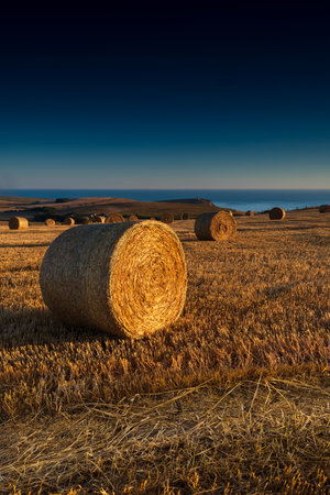 Low-angled sunshine illuminates hay rounds in fields overlooking Kimmeridge