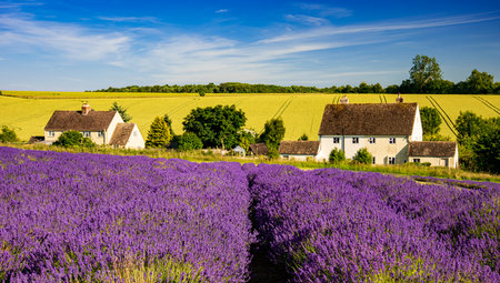 Lavender fields in the English countryside, Cotswolds, England, UK.の写真素材