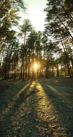 pine forestの写真素材