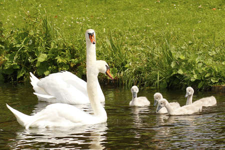 Swan coupleの写真素材