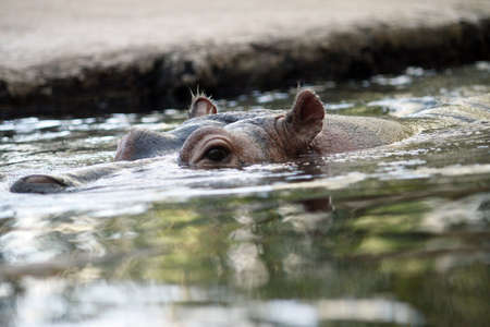 Hippo at Copenhagen Zooの写真素材