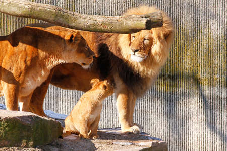 Lion family in Copenhagen Zooの写真素材