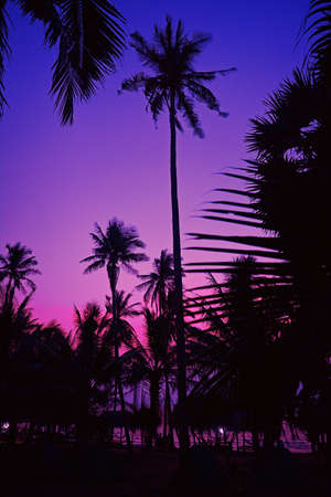 Palm trees at red, purple sunset at a beach in Asiaの写真素材