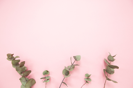 Eucalyptus branches on millennial pink background with copy space. Bottom eucalyptus. Minimalism flat lay. For lifestyle blog, book, article.の写真素材