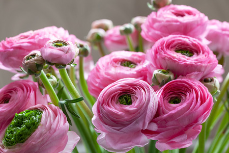 Pink Ranunculus bouquet Background. Macro. Horizontal. For colorful greeting card or flower delivery. Soft selective focus.の写真素材