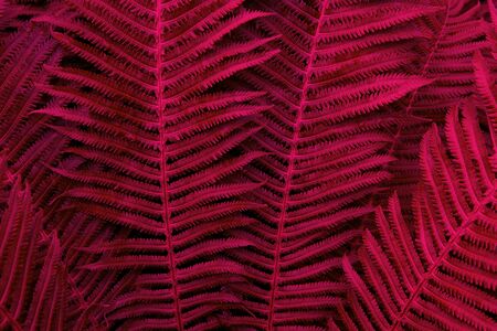 Floral background. Glowing fern in red and purple neon trendy colors. For lifestyle blog, social...