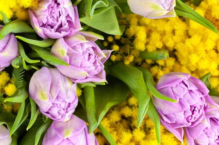 Bouquet of lilac tulips and yellow mimosas, macro, side view, closeup. March 8, February 14, birthday, Valentine's, Mother's, Women's day celebration, spring concept. For greeting card or wallpaper.の写真素材