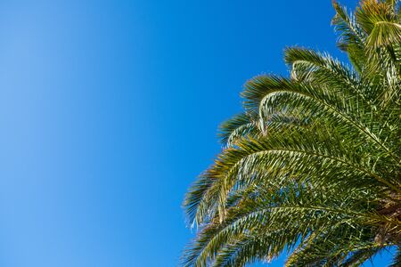 Date palm leaves in sunshine on clear cloudless blue sky background, copy space. Concept summertime, vacation, tropics, nature, exotic places, sales. For social media, travel agencies. Bottom view.の写真素材