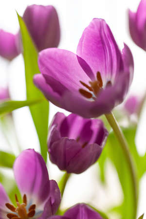 Bouquet of purple tulips on white blurred background. Macro. Close-up. Vertical. Soft selective focus. For greeting card, invitation, social media, flower delivery, Mother's day, Women's Day.の写真素材