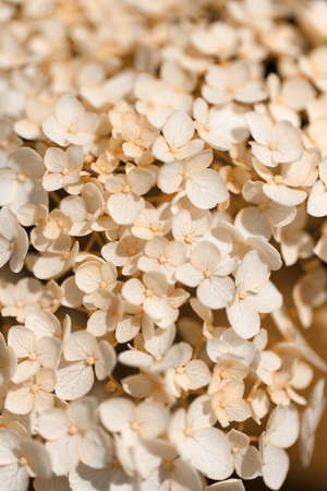 Beautiful floral background full of fresh blooming hydrangea in springtime, toned in brown image. Flat lay, macro. Daylight. Soft selective focus. Vertical orientation. For social media, blog, book.の写真素材