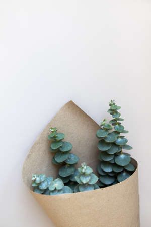 Baby eucalyptus in craft floral paper on beige table. Modern, trendy plant, indoor decor in minimal Scandinavian style. Top view, copy space. Soft selective focus. Concept flower delivery. Vertical.の写真素材