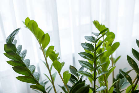 Side view of real Zamioculcas Zamifolia, near window. Close-up of green fresh leaves on white background. Home plant care concept, urban jungle, natural home interior decoration, hobby. Horizontal.の写真素材