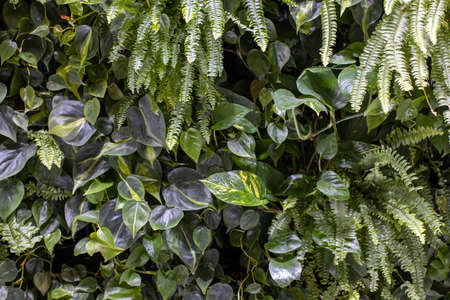 Trend biophilic design. Wall from plants, vertical garden, urban jungle, modern interior decoration....